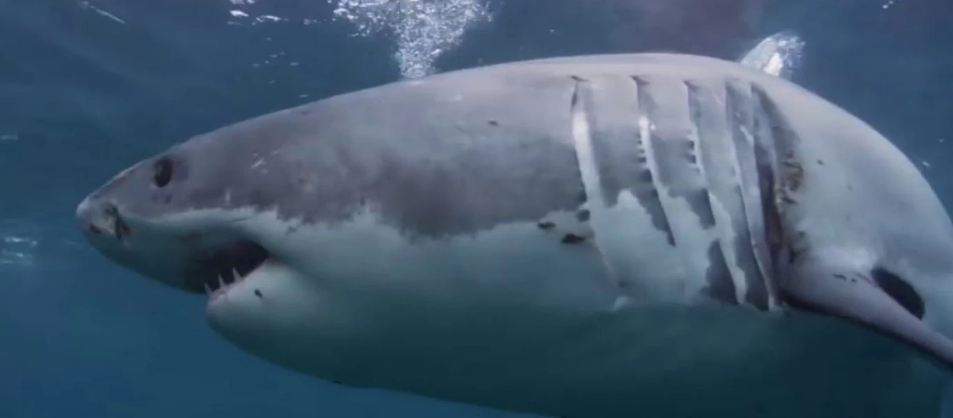 Αυτά είναι τα δέκα πιο φονικά ζώα του πλανήτη (βίντεο)